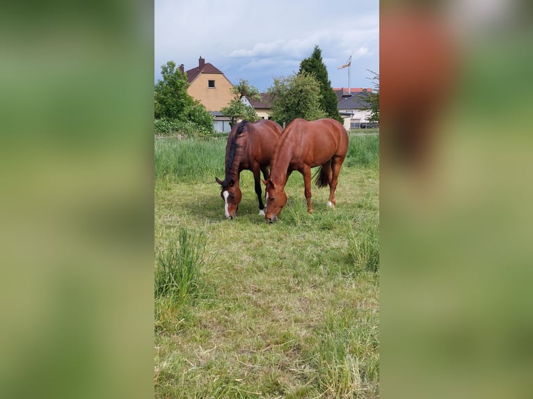 Hanoverian Mare 12 years 16,1 hh Chestnut-Red in Salzgitter
