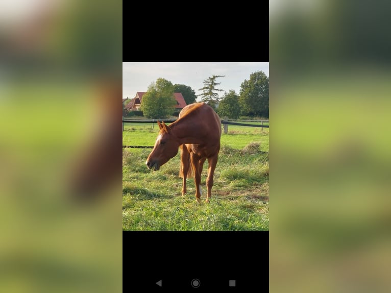 Hanoverian Mare 12 years 16,1 hh Chestnut-Red in Salzgitter