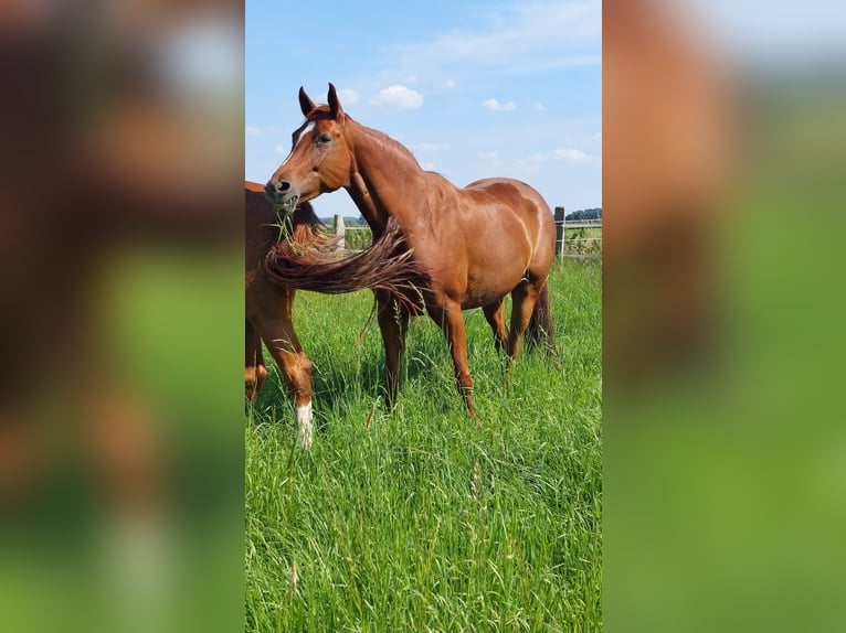 Hanoverian Mare 12 years 16,1 hh Chestnut-Red in Salzgitter