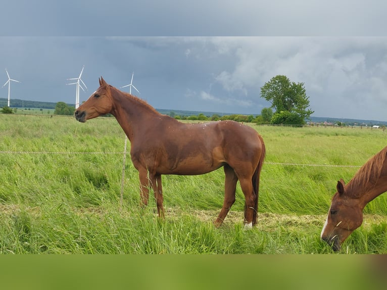 Hanoverian Mare 12 years 16,1 hh Chestnut-Red in Salzgitter