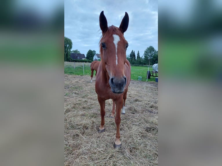 Hanoverian Mare 12 years 16,1 hh Chestnut-Red in Salzgitter