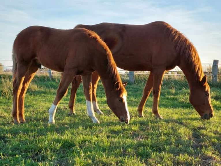 Hanoverian Mare 12 years 16,1 hh Chestnut-Red in Salzgitter