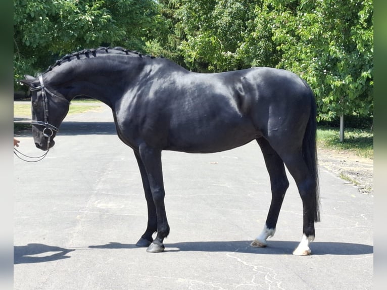 Hanoverian Mare 12 years 16,2 hh Black in Berlin