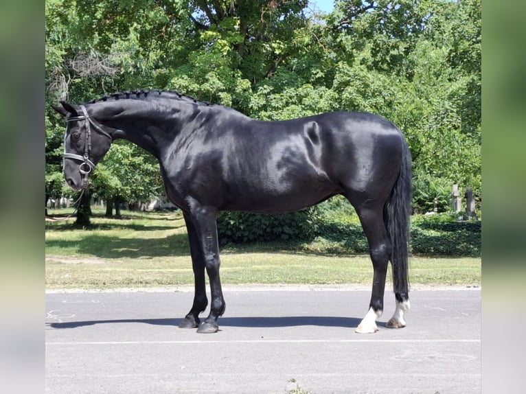 Hanoverian Mare 12 years 16,2 hh Black in Berlin