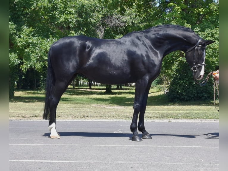 Hanoverian Mare 12 years 16,2 hh Black in Berlin