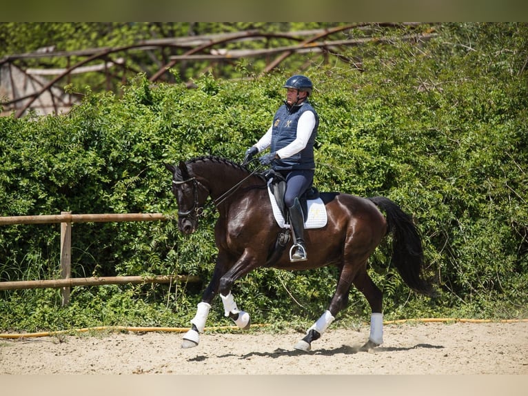 Hanoverian Mare 12 years 16,2 hh Black in Los Barrios