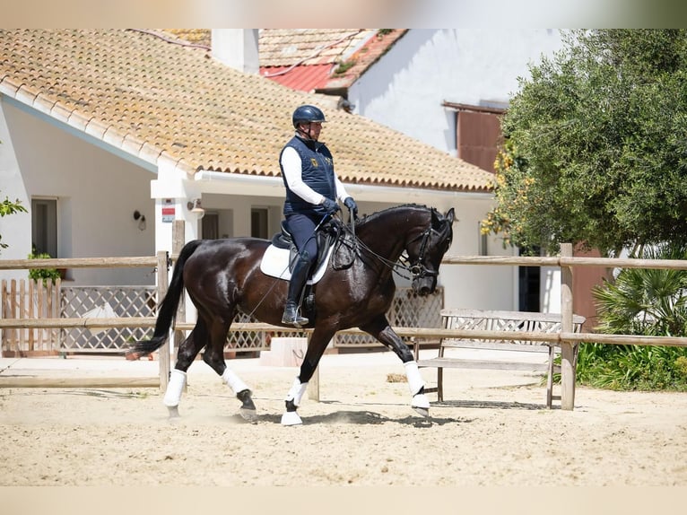 Hanoverian Mare 12 years 16,2 hh Black in Los Barrios