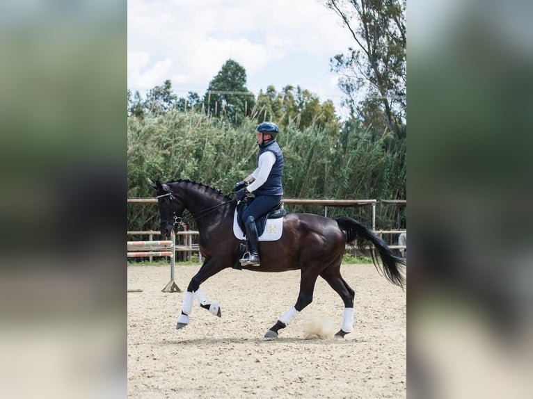 Hanoverian Mare 12 years 16,2 hh Black in Los Barrios