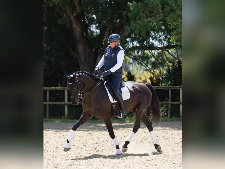 Hanoverian Mare 12 years 16,2 hh Black in Los Barrios