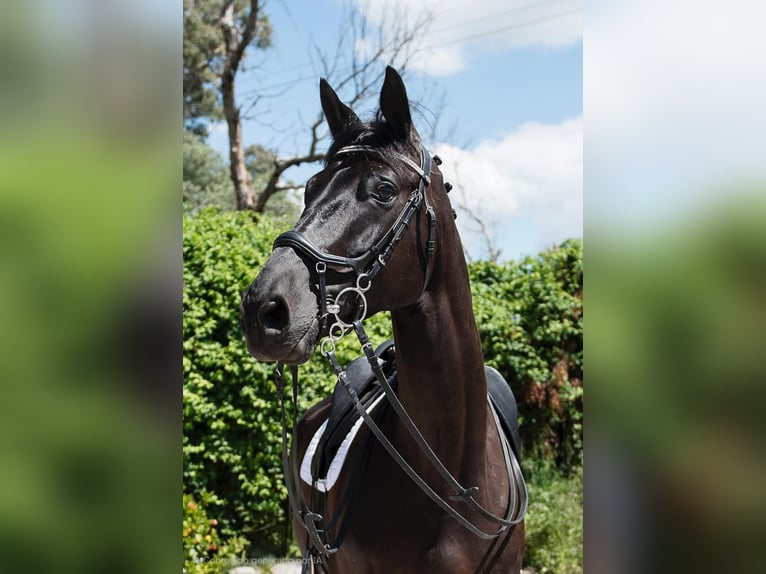 Hanoverian Mare 12 years 16,2 hh Black in Los Barrios