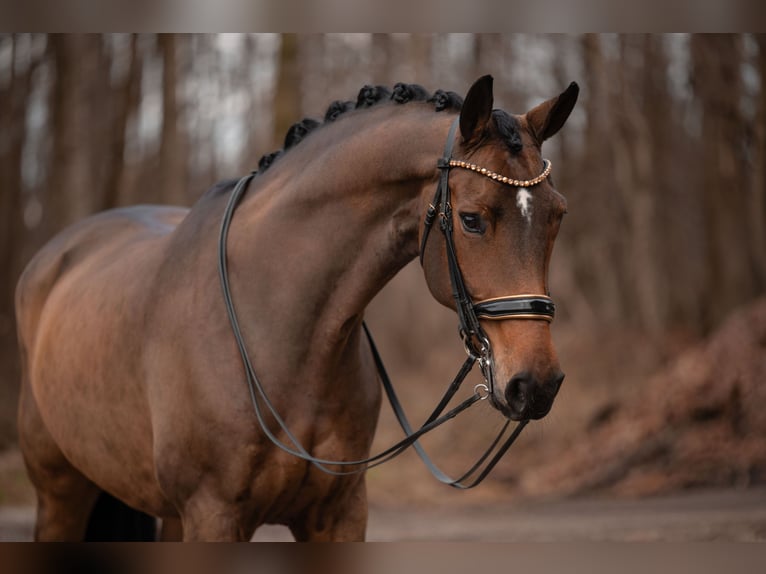 Hanoverian Mare 12 years 16,2 hh Brown in Wehringen