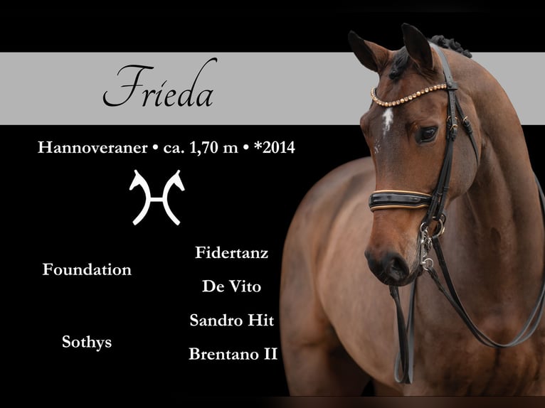 Hanoverian Mare 12 years 16,2 hh Brown in Wehringen