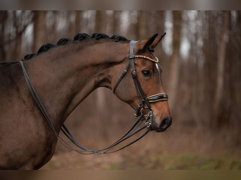 Hanoverian Mare 12 years 16,2 hh Brown in Wehringen