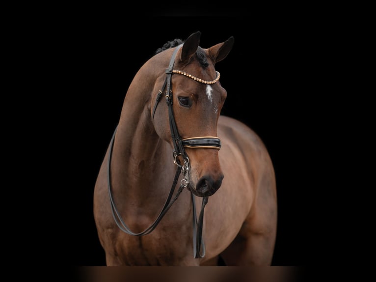 Hanoverian Mare 12 years 16,2 hh Brown in Wehringen