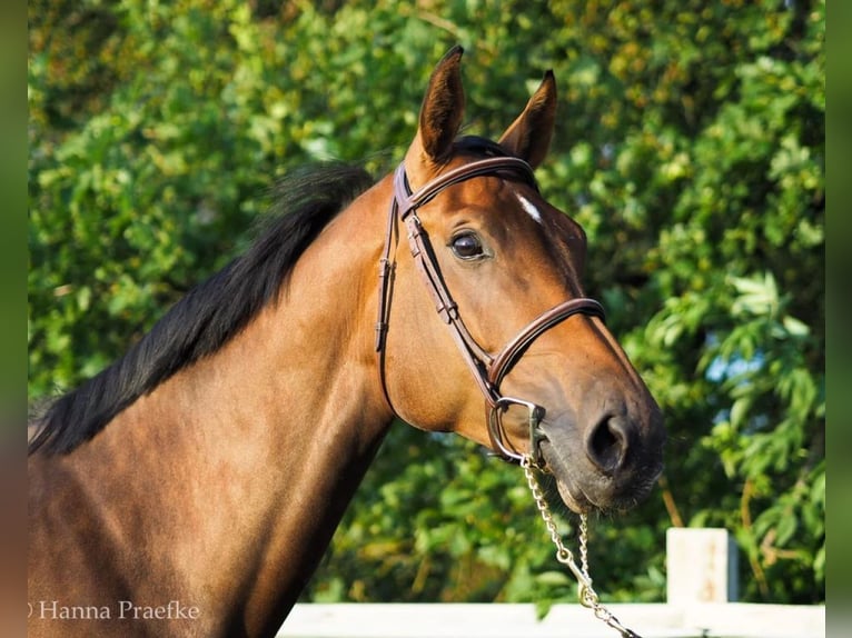 Hanoverian Mare 12 years 16,2 hh Brown in Verden (Aller)