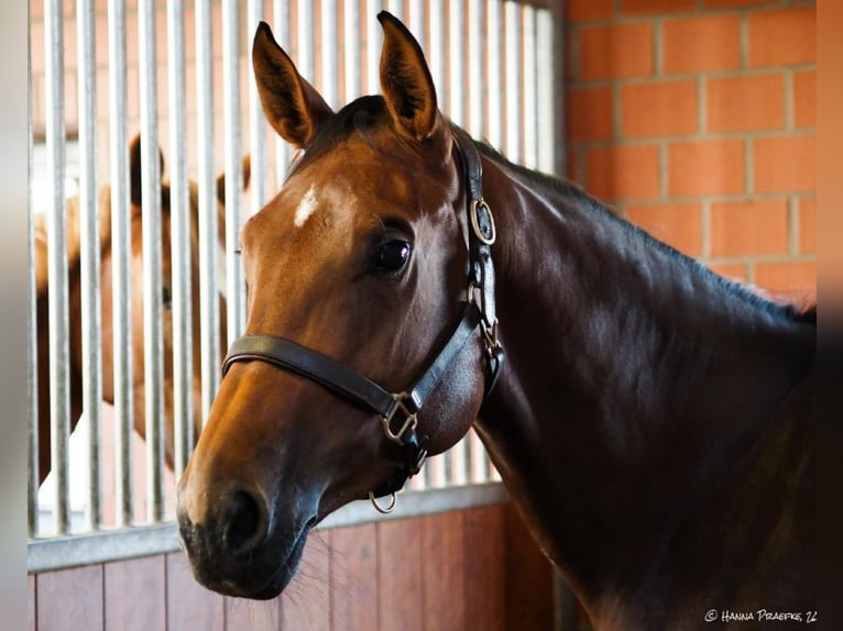 Hanoverian Mare 12 years 16,2 hh Brown in Verden (Aller)