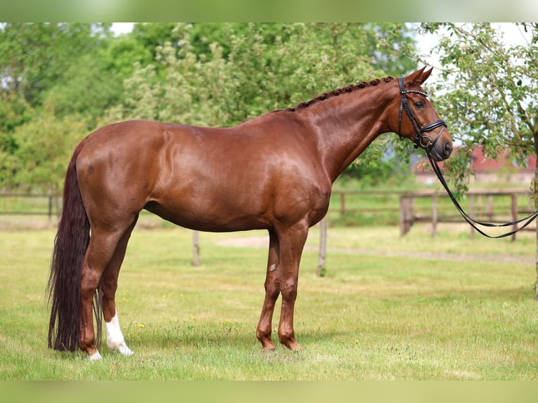Hanoverian Mare 12 years 16,2 hh Chestnut-Red in Sassenberg