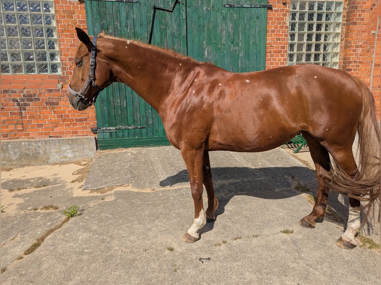 Hanoverian Mare 12 years 16,2 hh Chestnut-Red in Hittbergen