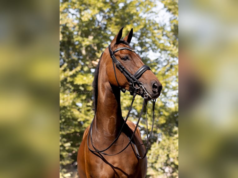 Hanoverian Mare 12 years 16,2 hh in Hemrik