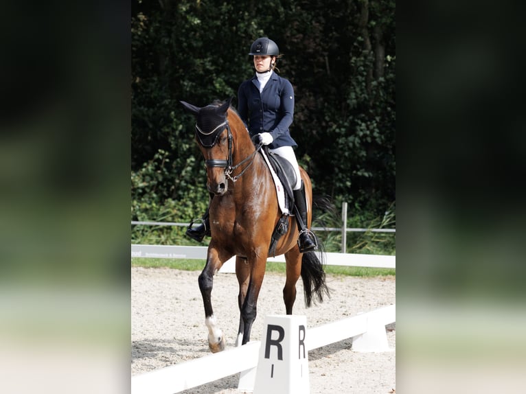 Hanoverian Mare 12 years 16,2 hh in Hemrik