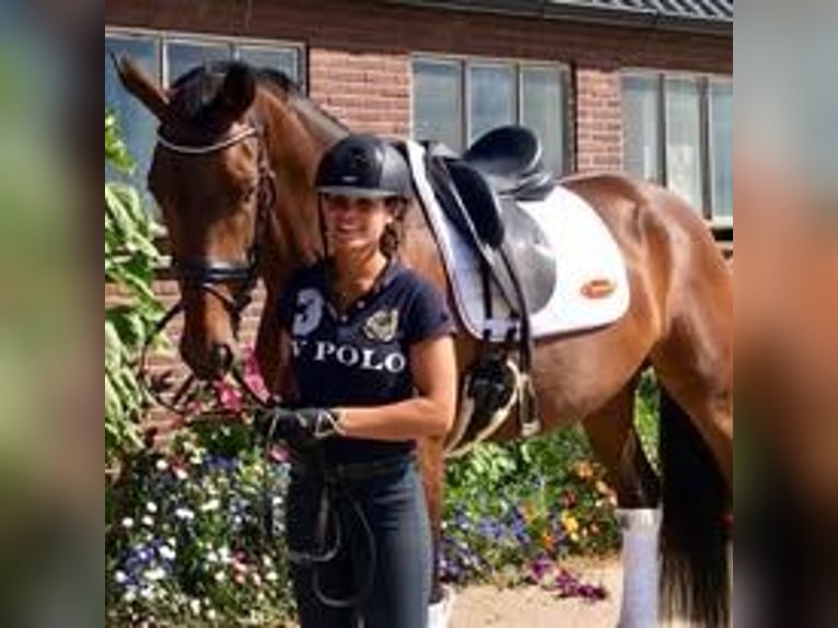 Hanoverian Mare 12 years 16,2 hh in Hemrik