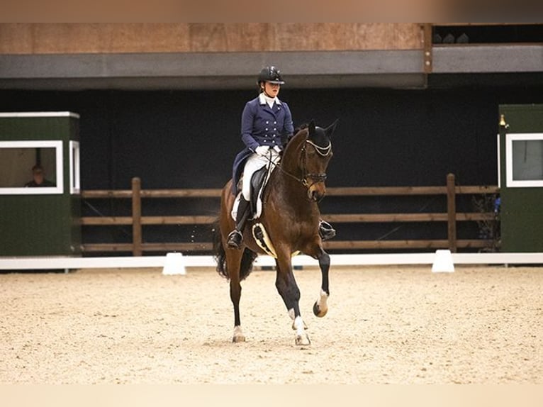 Hanoverian Mare 12 years 16,2 hh in Hemrik