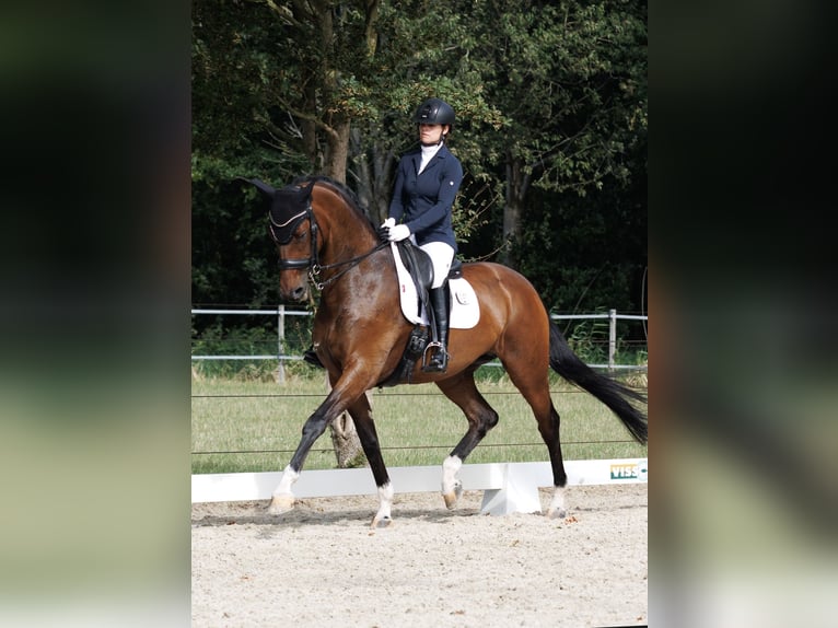 Hanoverian Mare 12 years 16,2 hh in Hemrik