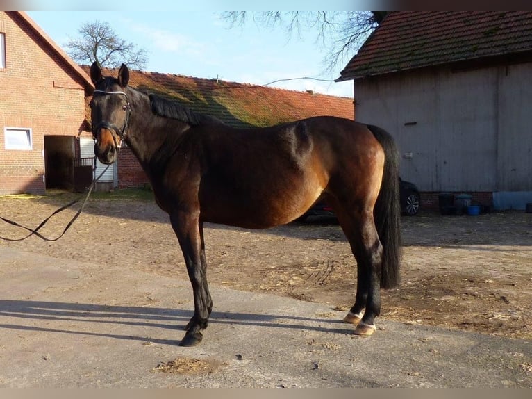 Hanoverian Mare 12 years 16,2 hh Smoky-Black in Bassum