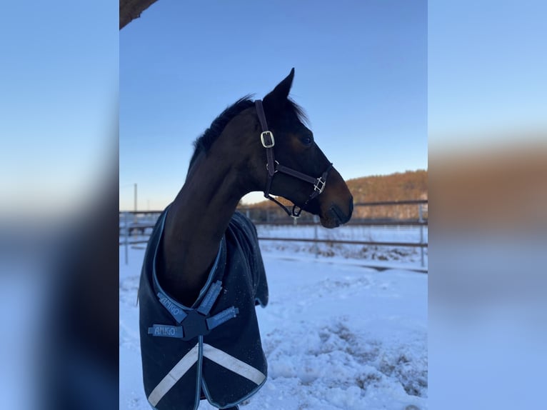 Hanoverian Mare 12 years 16,3 hh Bay-Dark in Rheinbach