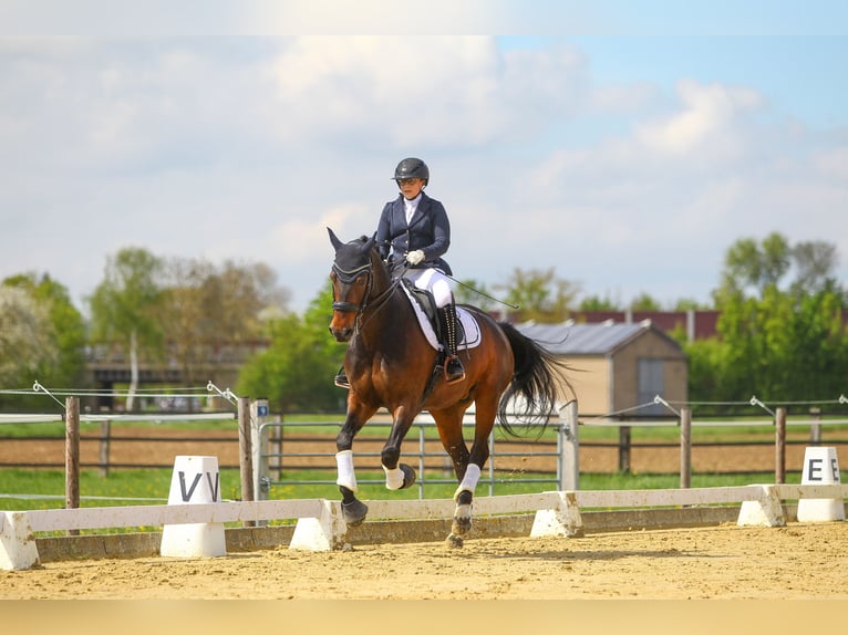 Hanoverian Mare 12 years 16,3 hh Bay-Dark in Rheinbach