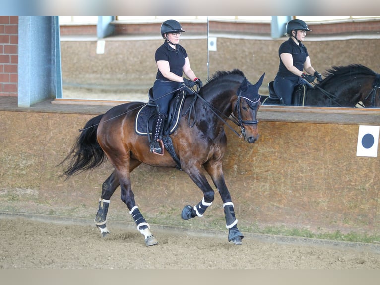 Hanoverian Mare 12 years 16,3 hh Bay-Dark in Rheinbach