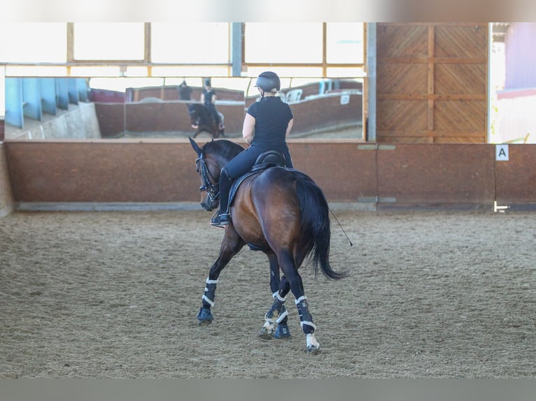 Hanoverian Mare 12 years 16,3 hh Bay-Dark in Rheinbach