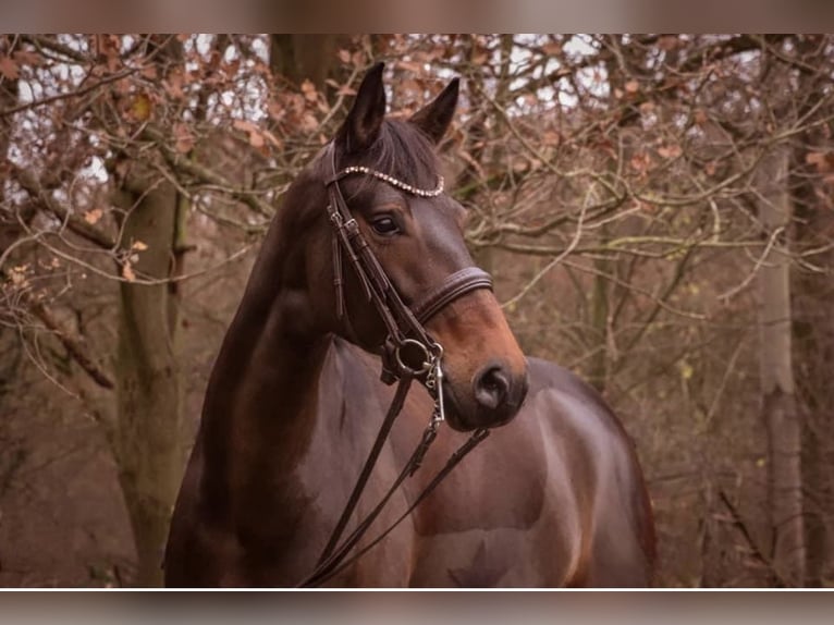 Hanoverian Mare 12 years 16,3 hh Bay-Dark in Rheinbach