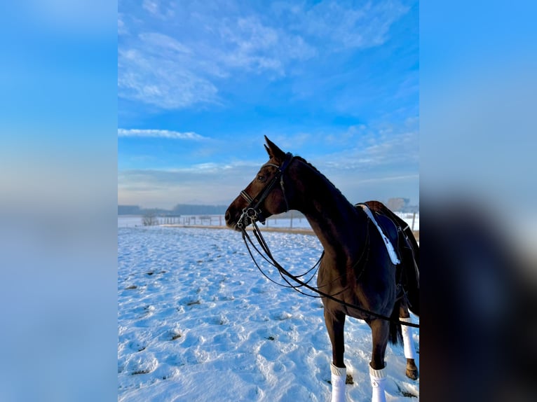 Hanoverian Mare 12 years 16,3 hh Chestnut in Chieming