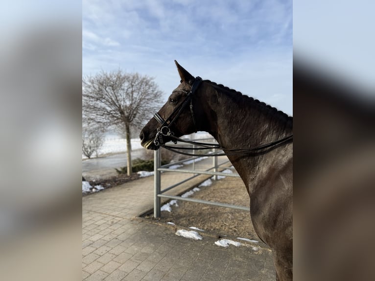 Hanoverian Mare 12 years 16,3 hh Chestnut in Chieming