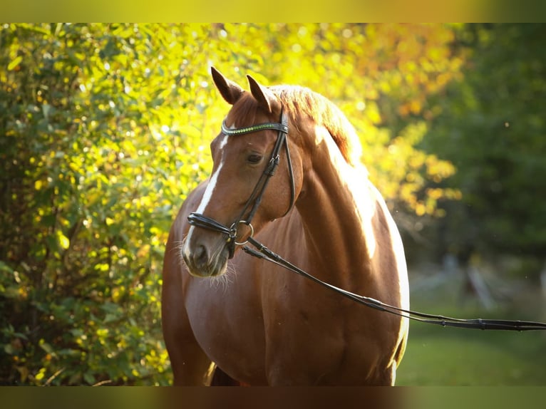 Hanoverian Mare 12 years 16,3 hh Chestnut-Red in Siegen