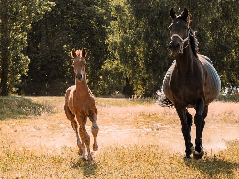 Hanoverian Mare 12 years 17.1 hh Bay-Dark in Potsdam