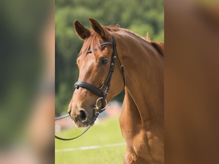 Hanoverian Mare 12 years 17,1 hh Chestnut-Red in Müncheberg