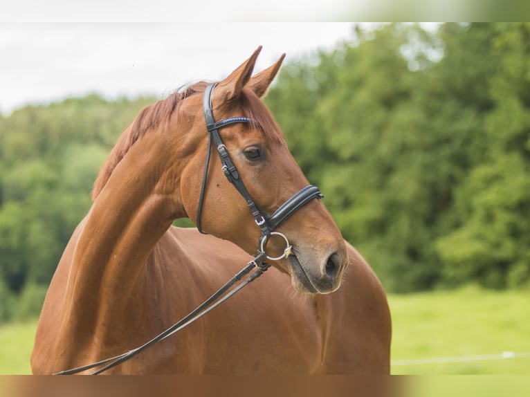Hanoverian Mare 12 years 17,1 hh Chestnut-Red in Müncheberg