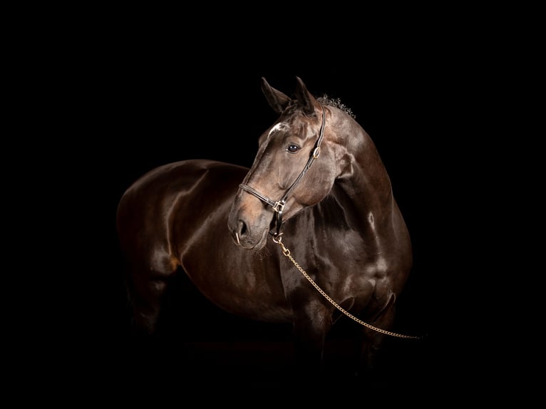 Hanoverian Mare 12 years 17 hh Bay-Dark in Kührstedt