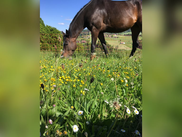 Hanoverian Mare 12 years 17 hh Bay-Dark in Stockach