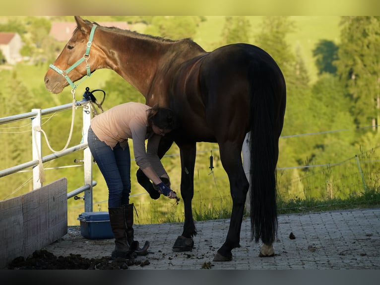 Hanoverian Mare 12 years 17 hh Bay-Dark in Stockach