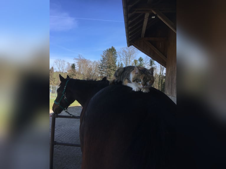 Hanoverian Mare 12 years 17 hh Bay-Dark in Stockach