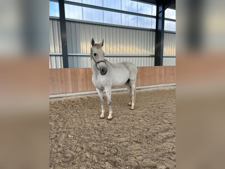 Hanoverian Mare 12 years 17 hh Gray-Dark-Tan in Höpfingen