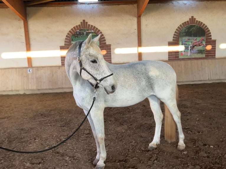 Hanoverian Mare 12 years 17 hh Grey-Fleabitten in Filderstadt