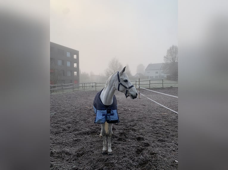 Hanoverian Mare 12 years 17 hh Grey in Spreitenbach