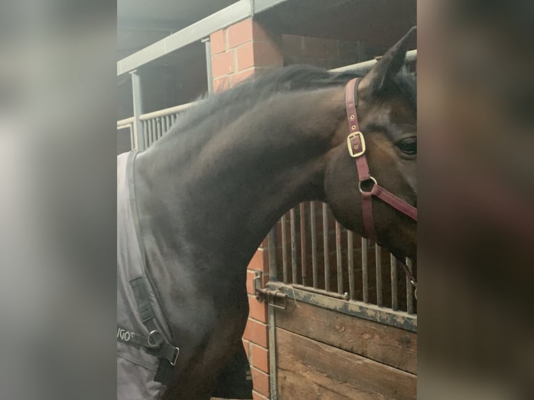 Hanoverian Mare 12 years 17 hh Smoky-Black in Braunschweig