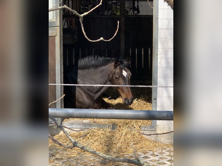 Hanoverian Mare 12 years 17 hh Smoky-Black in Braunschweig