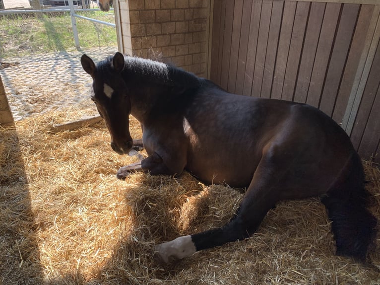 Hanoverian Mare 12 years 17 hh Smoky-Black in Braunschweig