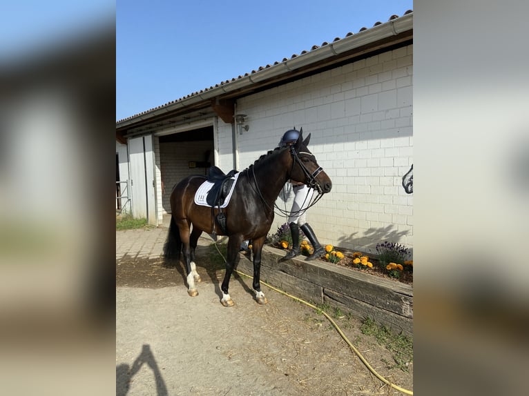 Hanoverian Mare 12 years 17 hh Smoky-Black in Braunschweig